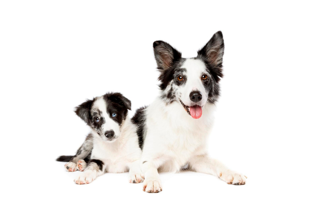 Beslenme ve Alerji İlişkisi: Köpeklerde Kaşıntının Gizli Sebebi Beslenme Olabilir mi?